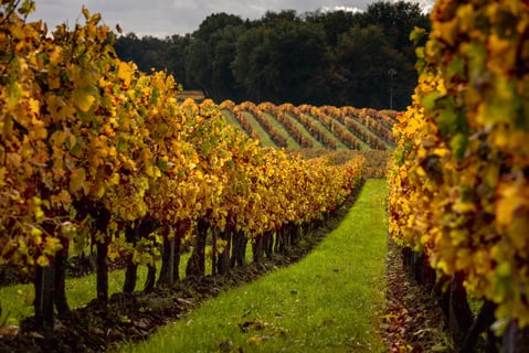 Domaine Haut Ventenac_11