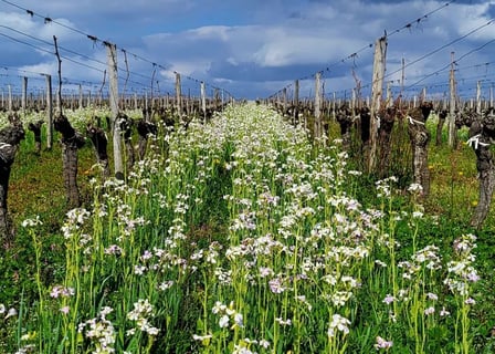 Domaine Haut Ventenac_12