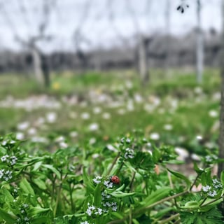 Domaine Haut Ventenac_13