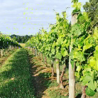 Domaine Haut Ventenac_5