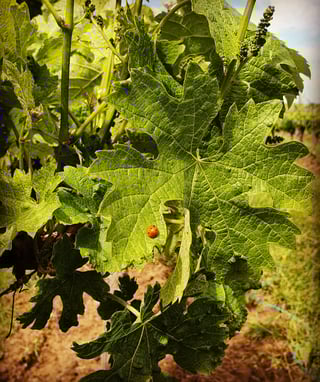 Domaine Haut Ventenac_6