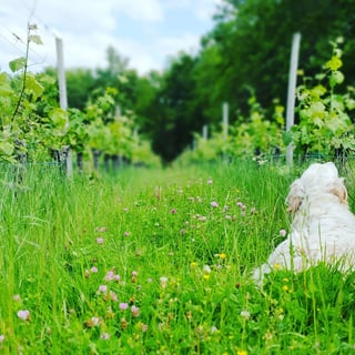 Domaine Haut Ventenac_7