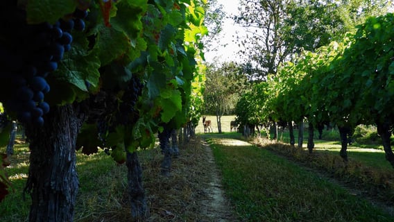 Domaine Haut Ventenac_8