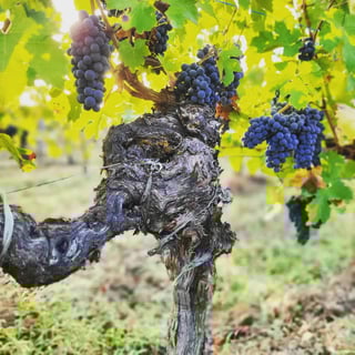 Domaine Haut Ventenac_9