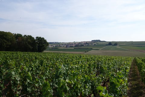 Domaine Joannet_7