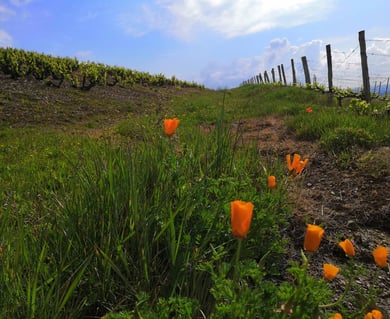 Domaine Les Roches Bleues_4