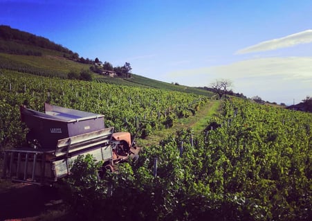 Domaine Les Roches Bleues_5