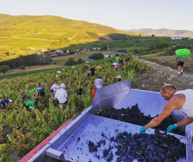 Domaine Les Roches Bleues_6