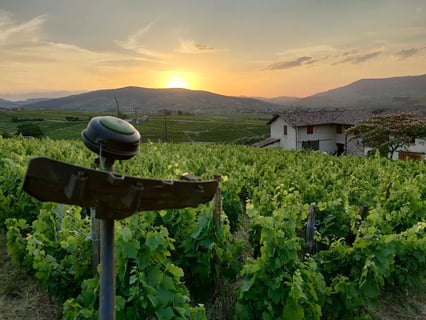 Domaine Les Roches Bleues_60