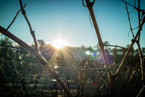 Domaine Les Tuileries_10
