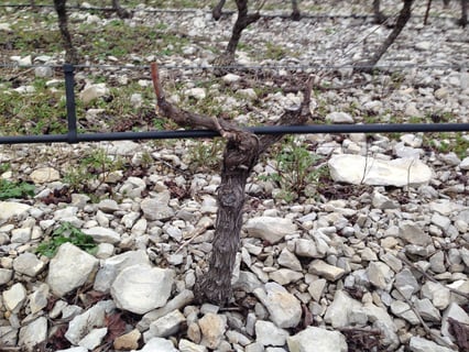 Domaine Les Tuileries_12