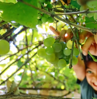 Domaine Les Tuileries_14