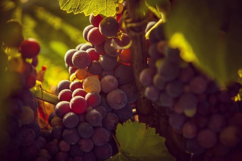 Domaine Les Tuileries_15