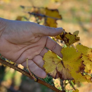 Domaine Les Tuileries_16