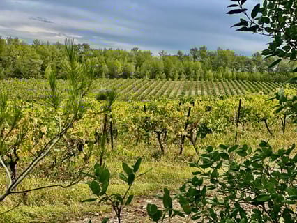 Domaine Les Tuileries_4