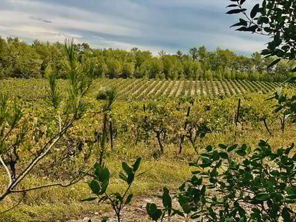 Domaine Les Tuileries_6