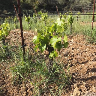 Domaine Les Tuileries_7