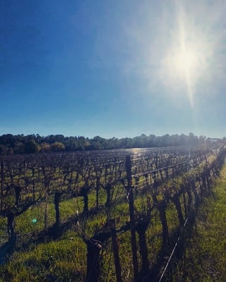 Domaine Les Tuileries_9