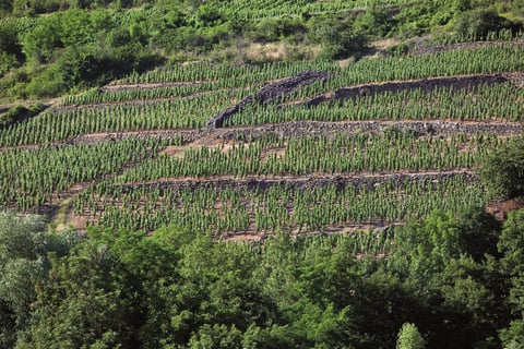 Domaine Miolanne (10)