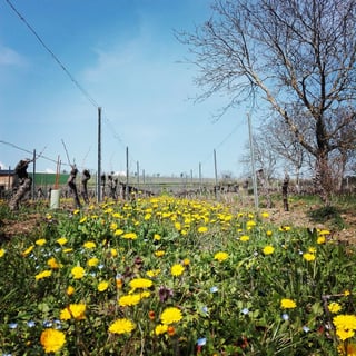 Domaine Miolanne (11)