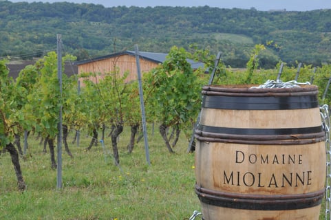 Domaine Miolanne_4