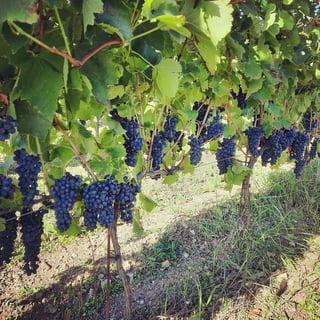 Domaine Miolanne_7