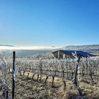 Domaine Miolanne_9