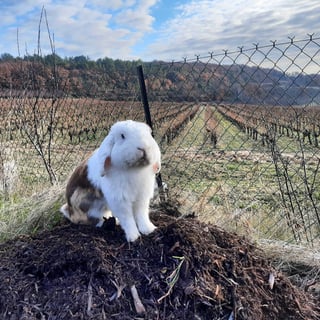 Domaine Nigoulin (2)