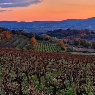 Domaine Nigoulin (3)