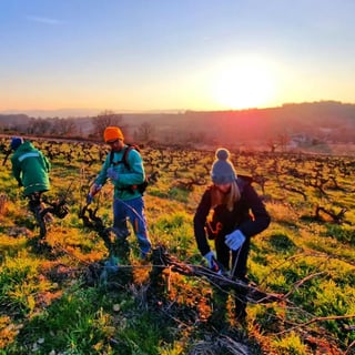 Domaine Nigoulin (4)