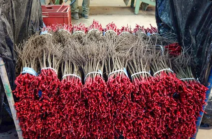 Domaine Vendange_naegi