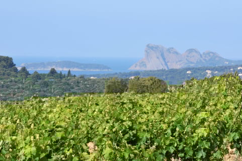 Domaine de lOlivette_1