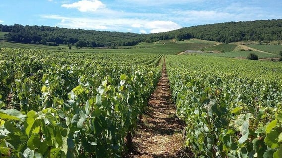 Domaine de la Choupette_2