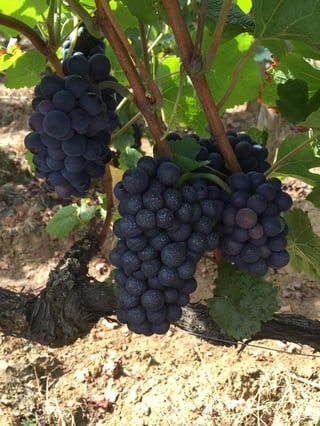 Domaine de la Choupette_3