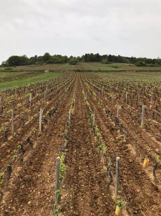 Domaine de la Choupette_4