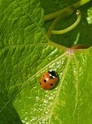 Domaine de la Choupette_5