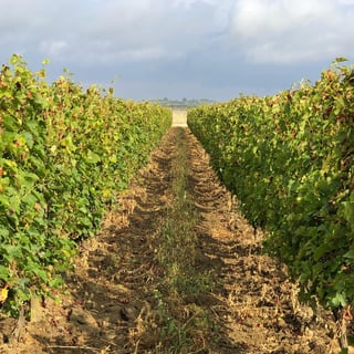 Domaine de la Paleine_2