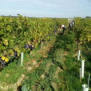 Domaine de la Paleine_4