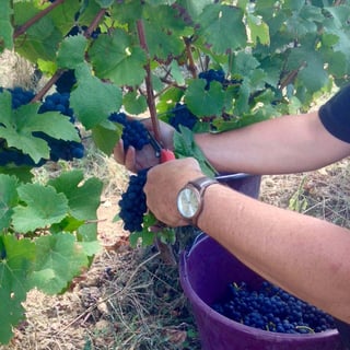 Domaine de la Paleine_5