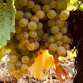 Domaine de la Paleine_6