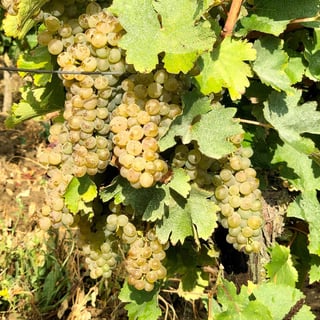 Domaine de la Paleine_7