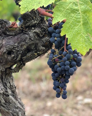 Domaine de la Paleine_8