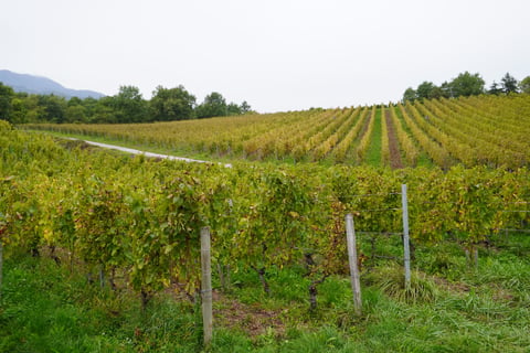 Domaine des 13 Lunes_5