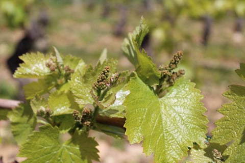 Domaine des 3 Dames_10