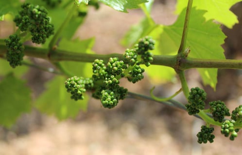 Domaine des 3 Dames_11