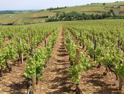 Domaine des 3 Dames_12