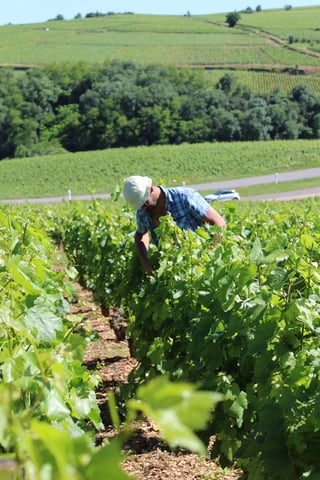 Domaine des 3 Dames_13