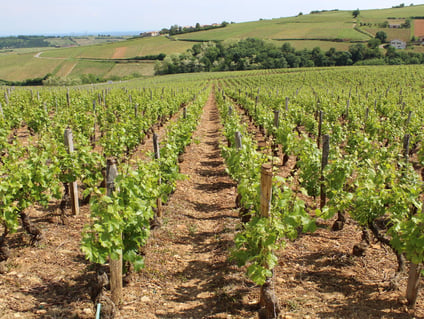 Domaine des 3 Dames_5