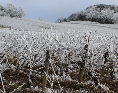 Domaine des 3 Dames_8