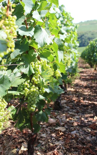 Domaine des 3 Dames_8